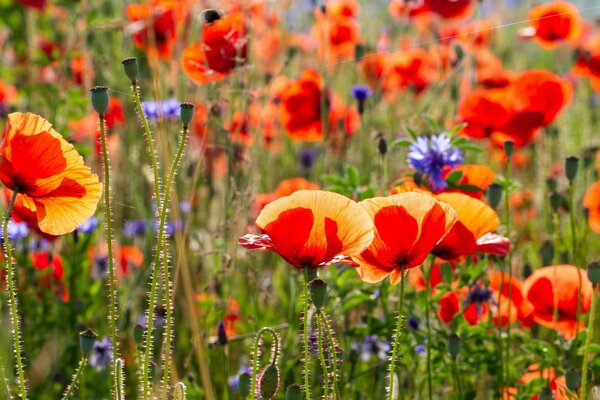 Sommerfoto von Mohnblumen