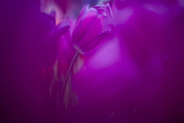 Lilac-pink tulips in the morning