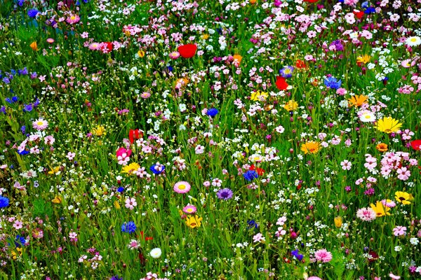 Prato estivo luminoso con fiori multicolori