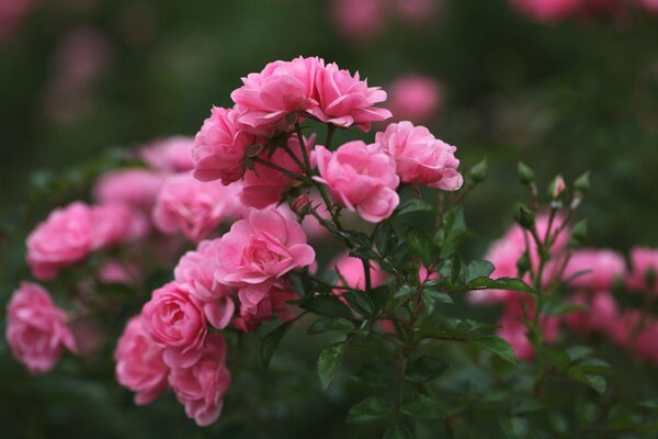 Cespuglio di rose in fiore con piccoli boccioli