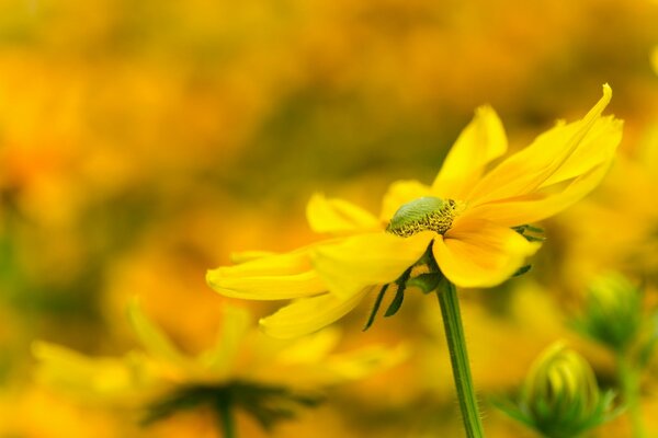 Yellow chamomile on the background of a blooming field