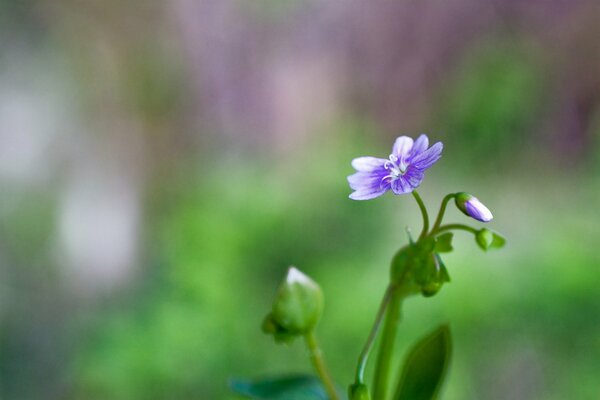 Lilac flower with buds on a blurry background