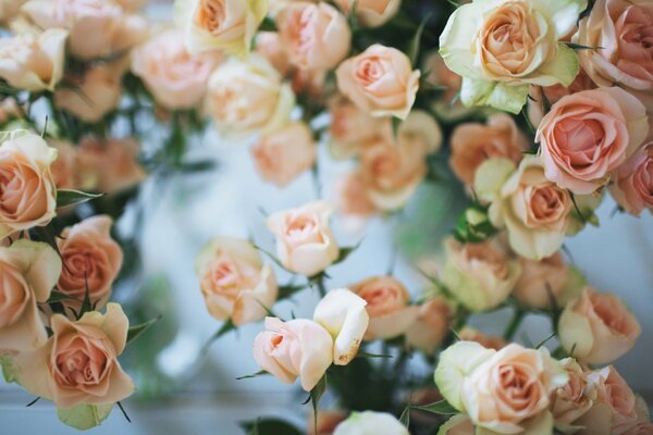 Бело-розовые розы на размытом фоне
