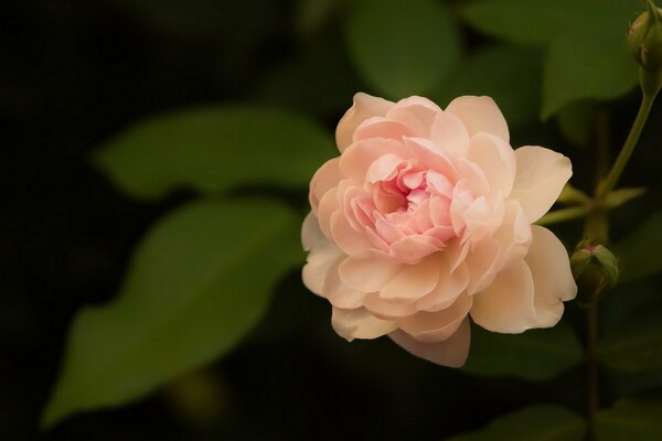 Rose pâle délicate sur fond noir