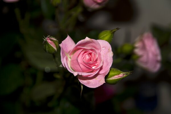 Pink Rose with unopened buds