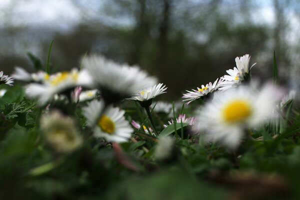 Chamomile mood is the most summery