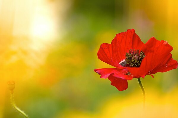 Amapola roja brillante sobre un fondo verde