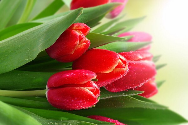 Tulipes rouges avec des gouttes de rosée