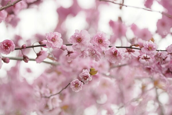 A branch with pink flowers in spring