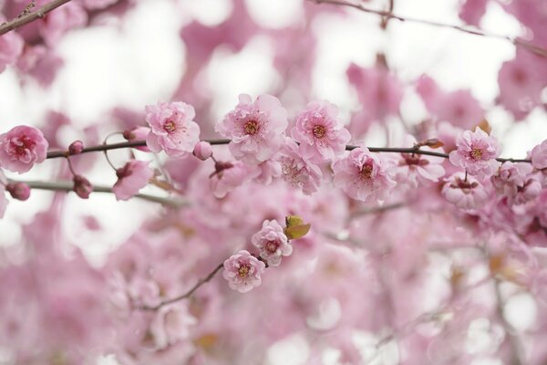 Ramo con fiori rosa in primavera
