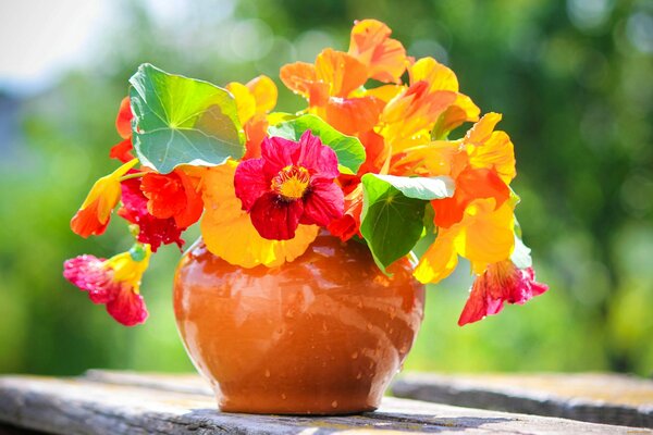 A bouquet of bright flowers in a clay pot