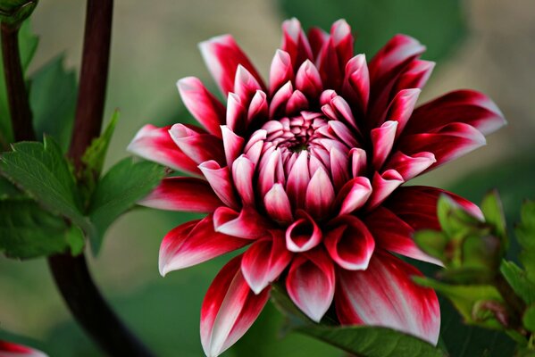 Saturated dahlia in macro shooting