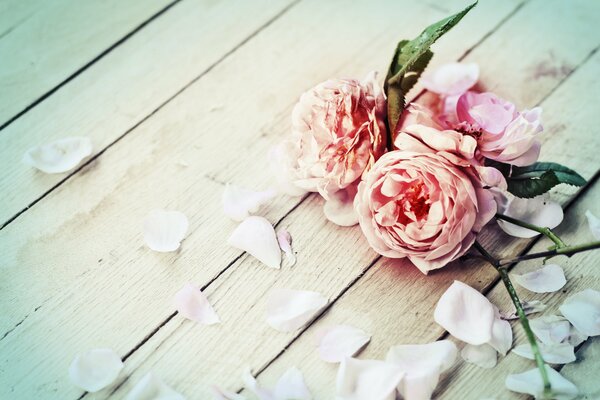 Pink flowers surrounded by white petals