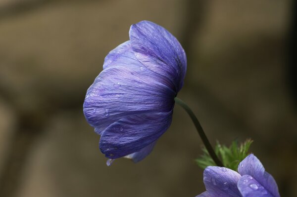 Anemone with a dewdrop at dawn