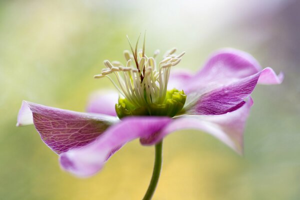 Macro shot of a pink flower