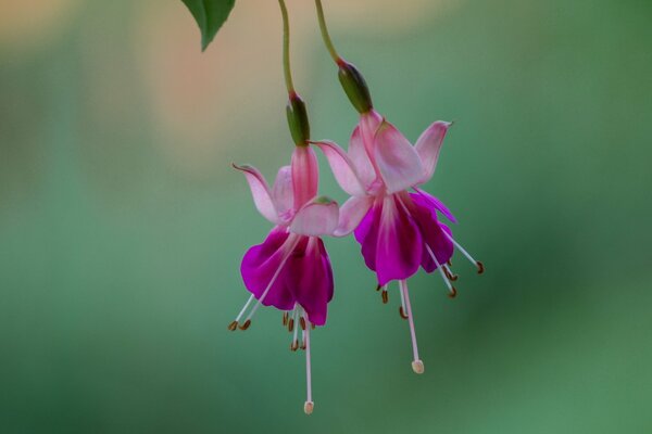 Pink fuchsia flowers on a green background