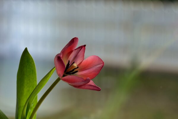 Eine frühe, einsame Tulpe im zeitigen Frühjahr, deren Schönheit an die bevorstehenden warmen Frühlingstage erinnert