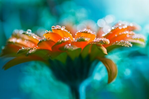 Kwiat z kroplami wody na płatkach