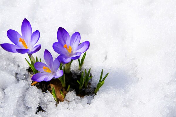 Crocus buds make their way out from under the snow