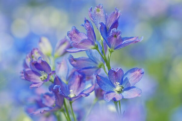 Fleurs roses et bleues sur fond de nature