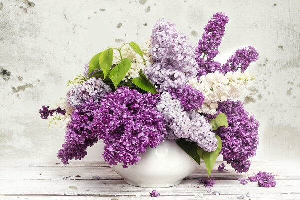 Bouquet de lilas sur fond blanc