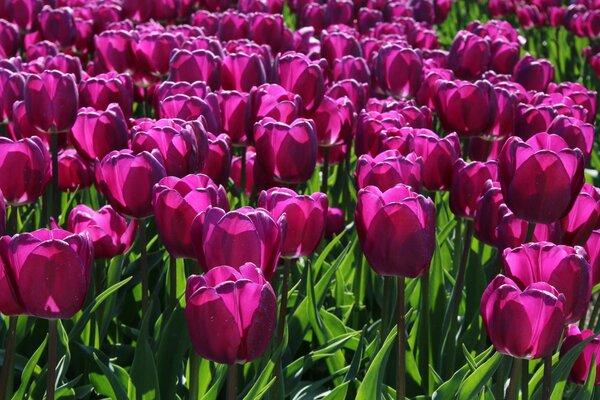 A field of crimson tulip flowers