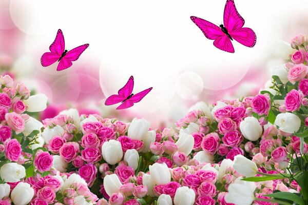 Butterflies fly over roses and tulips