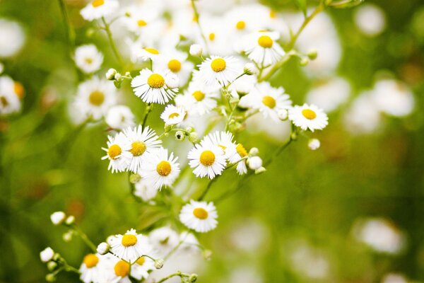 Fleurs de camomille sur fond vert