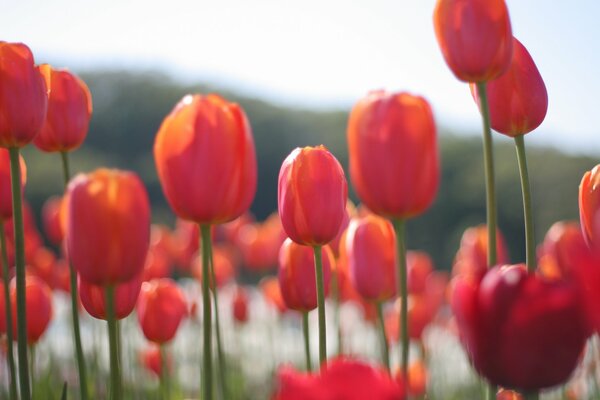 Piękne pole czerwonych tulipanów