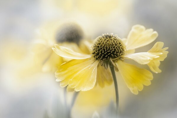 Fleurs avec des pétales jaunes tombés avec fond flou