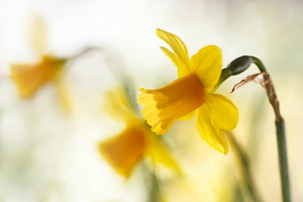 Hermosos narcisos amarillos en primavera