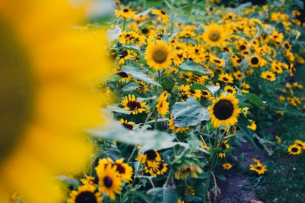 Fondo de pantalla de gran formato de campo de girasoles