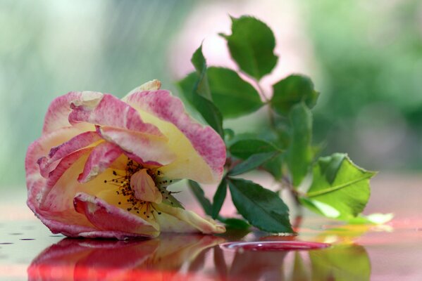 Розовая чайная роза на столе
