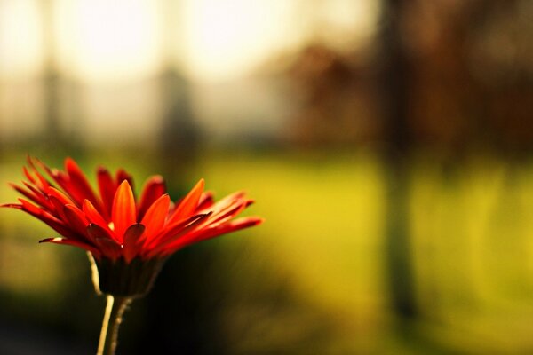 Rote Blume. blume auf verschwommenem Hintergrund