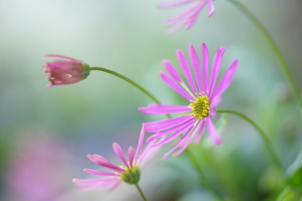 Pink wildflowers in nature