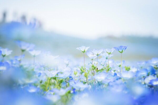 Blue petals of nemophila flowers in a blurry picture on the field