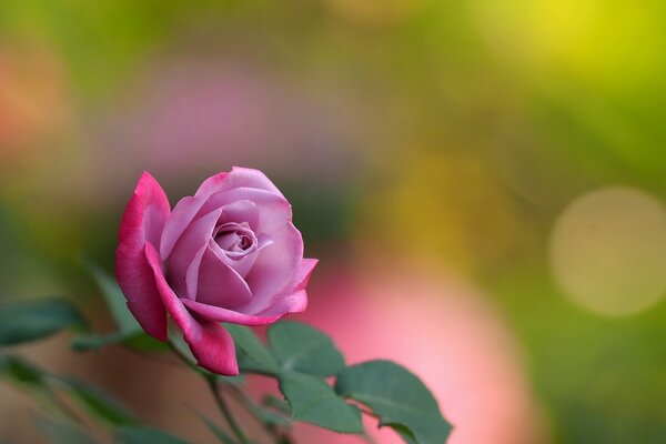 Fragrant pink rose, a wonderful component for expensive perfumes and creating unforgettable scents