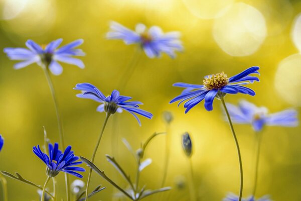 Ein Indigo-Brachikom. Feldblumen