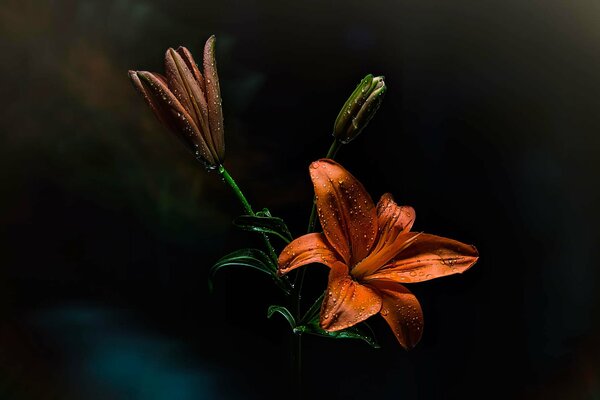 Lily Rousse en gouttes de rosée