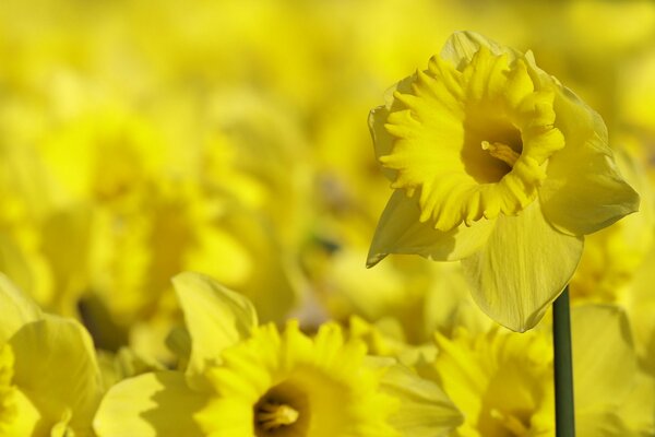 Beau champ avec des jonquilles jaunes