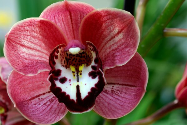 Appearance of the pistil and stamens of the orchid