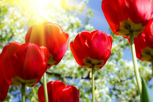 Tulipanes rojos contra el sol de primavera