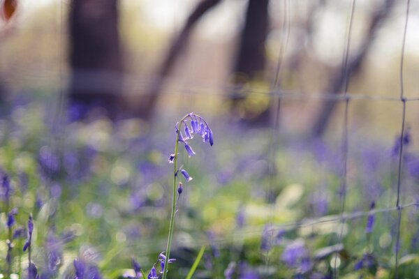 Fiori blu nell erba in primavera