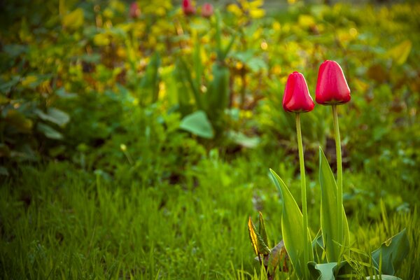 Tulipes poussent dans le jardin