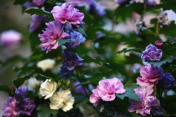 Images du soir d un buisson de fleurs