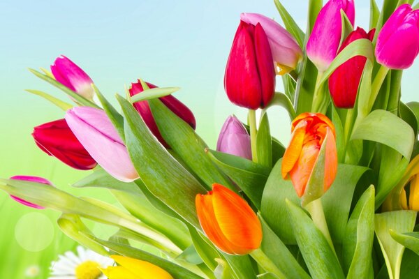 Beautiful colorful bright pink-red-orange flowers tulips