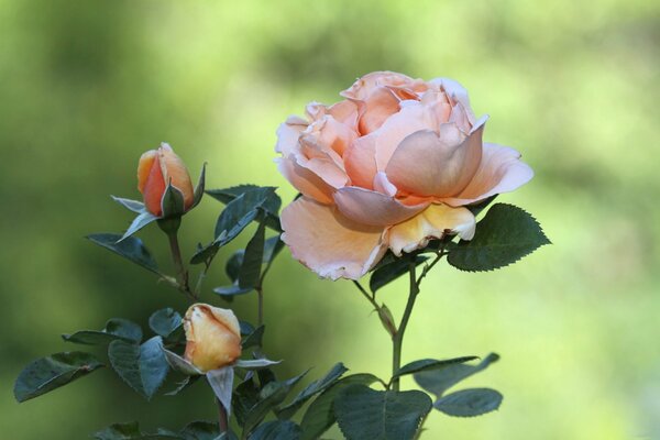 Reißen Sie die Rosen nicht umsonst ab