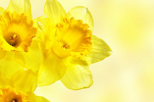 Yellow daffodils. Macro snapshot