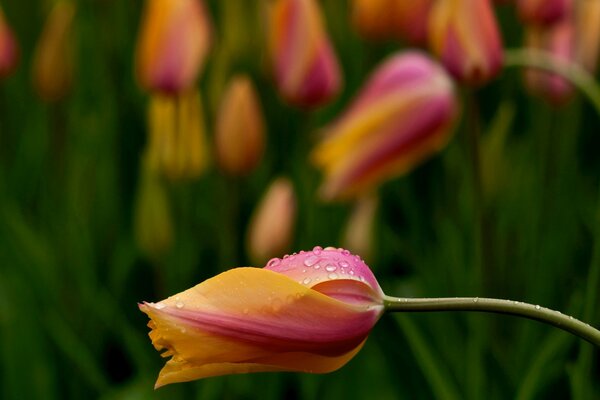 Fleur de printemps tulipe rose-jaune