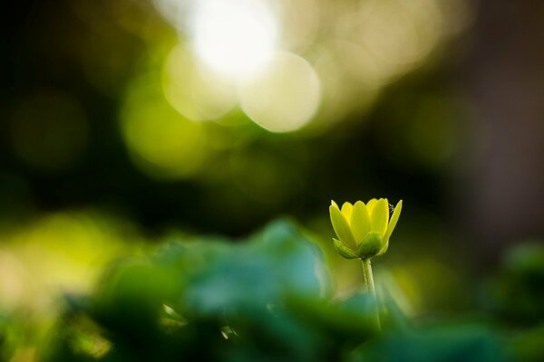 Green flower on a blurry background